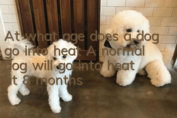 At what age does a dog go into heat? A normal dog will go into heat at 8 months!