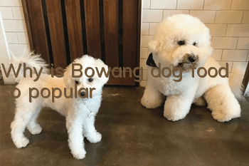 Why is Bowang dog food so popular?