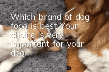 Which brand of dog food is best? Your choice is very important for your dog!