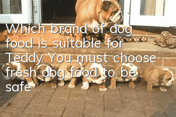 Which brand of dog food is suitable for Teddy? You must choose fresh dog food to be safe!