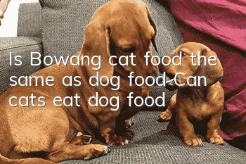 Is Bowang cat food the same as dog food? Can cats eat dog food?