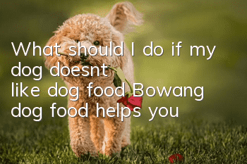 What should I do if my dog doesn’t like dog food? Bowang dog food helps you