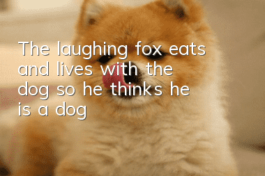 The laughing fox eats and lives with the dog, so he thinks he is a dog!