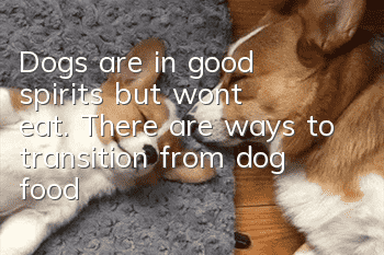 Dogs are in good spirits but won’t eat. There are ways to transition from dog food!