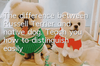 The difference between Russell Terrier and native dog. Teach you how to distinguish easily in one minute.