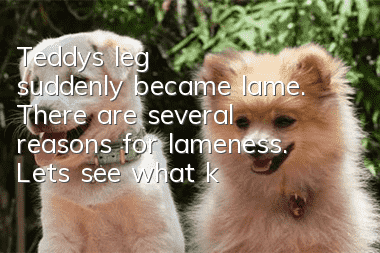 Teddy's leg suddenly became lame. There are several reasons for lameness. Let's see what kind of Teddy you have.