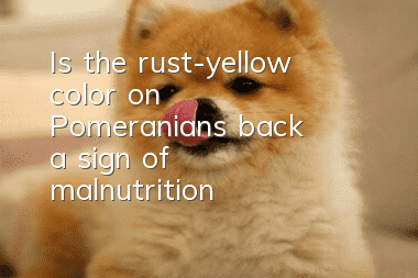 Is the rust-yellow color on Pomeranian's back a sign of malnutrition?