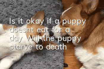 Is it okay if a puppy doesn’t eat for a day? Will the puppy starve to death?