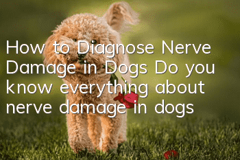 How to Diagnose Nerve Damage in Dogs Do you know everything about nerve damage in dogs?