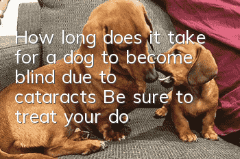 How long does it take for a dog to become blind due to cataracts? Be sure to treat your dog as soon as possible!