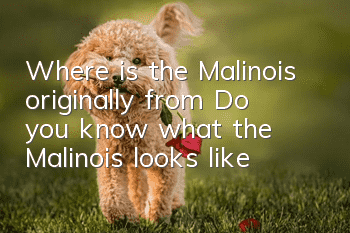 Where is the Malinois originally from? Do you know what the Malinois looks like?