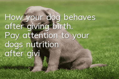 How your dog behaves after giving birth. Pay attention to your dog’s nutrition after giving birth!