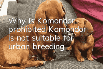 Why is Komondor prohibited? Komondor is not suitable for urban breeding