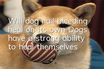 Will dog nail bleeding heal on its own? Dogs have a strong ability to heal themselves!