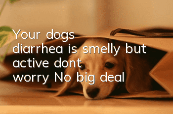 Your dog's diarrhea is smelly but active, don't worry! No big deal!