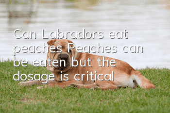 Can Labradors eat peaches? Peaches can be eaten, but the dosage is critical!