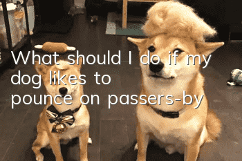 What should I do if my dog likes to pounce on passers-by?