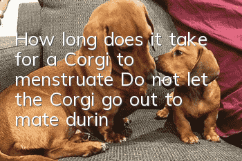 How long does it take for a Corgi to menstruate? Do not let the Corgi go out to mate during menstruation!