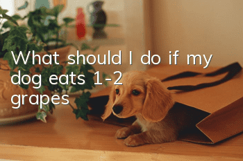 What should I do if my dog ​​eats 1-2 grapes?