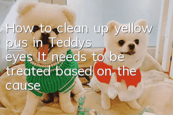 How to clean up yellow pus in Teddy's eyes? It needs to be treated based on the cause!