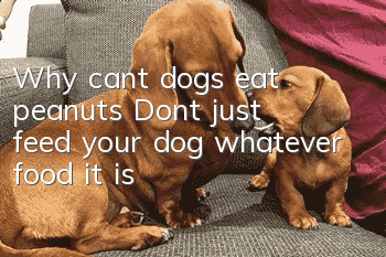 Why can’t dogs eat peanuts? Don’t just feed your dog whatever food it is!