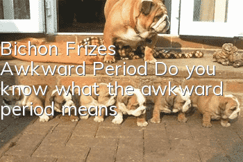 Bichon Frize’s Awkward Period Do you know what the awkward period means?