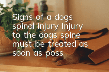 Signs of a dog’s spinal injury Injury to the dog’s spine must be treated as soon as possible!