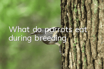 What do parrots eat during breeding?