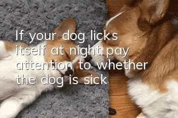 If your dog licks itself at night, pay attention to whether the dog is sick!