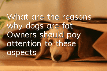 What are the reasons why dogs are fat? Owners should pay attention to these aspects