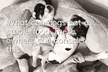 What can dogs eat as staple food? These owners can consider this.