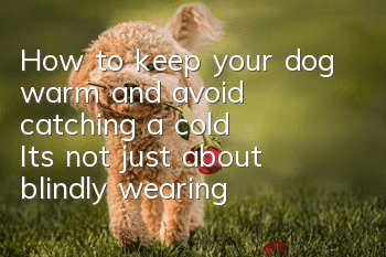 How to keep your dog warm and avoid catching a cold? It’s not just about blindly wearing clothes!