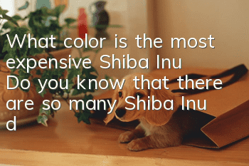 What color is the most expensive Shiba Inu? Do you know that there are so many Shiba Inu dogs?