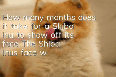 How many months does it take for a Shiba Inu to show off its face? The Shiba Inu’s face will look even cuter!