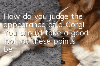 How do you judge the appearance of a Corgi? You should take a good look at these points before choosing a Corgi!