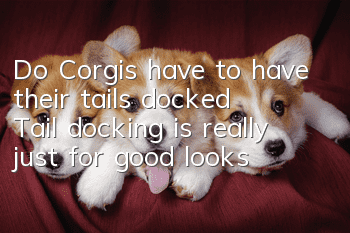Do Corgis have to have their tails docked? Tail docking is really just for good looks!