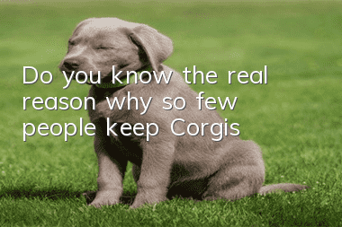 Do you know the real reason why so few people keep Corgis?