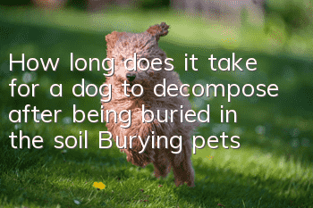 How long does it take for a dog to decompose after being buried in the soil? Burying pets is not advisable!