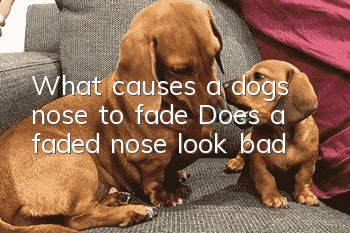 What causes a dog’s nose to fade? Does a faded nose look bad?
