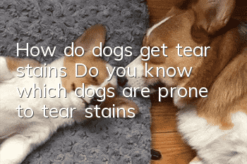 How do dogs get tear stains? Do you know which dogs are prone to tear stains?