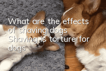 What are the effects of shaving dogs? Shaving is torture for dogs