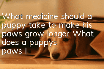 What medicine should a puppy take to make his paws grow longer? What does a puppy's paws look like?