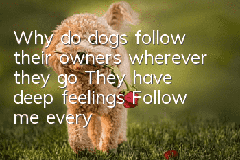 Why do dogs follow their owners wherever they go? They have deep feelings! Follow me everywhere!