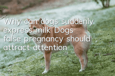 Why can dogs suddenly express milk? Dogs’ false pregnancy should attract attention