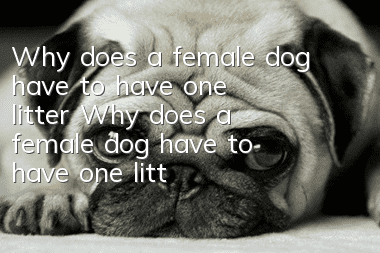 Why does a female dog have to have one litter? Why does a female dog have to have one litter?