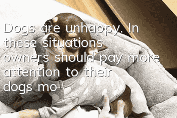 Dogs are unhappy. In these situations, owners should pay more attention to their dogs’ mood.