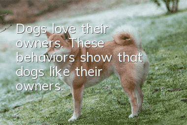 Dogs love their owners. These behaviors show that dogs like their owners.