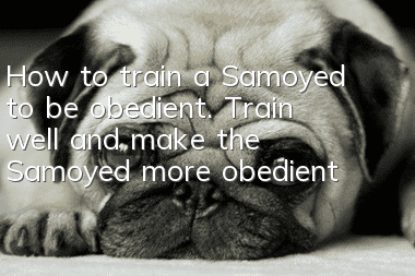 How to train a Samoyed to be obedient. Train well and make the Samoyed more obedient!