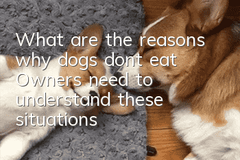 What are the reasons why dogs don’t eat? Owners need to understand these situations
