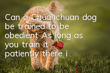 Can a Chuanchuan dog be trained to be obedient? As long as you train it patiently, there is no dog that can be disobedient.